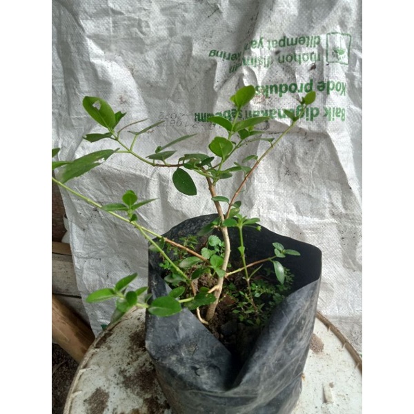 BIBIT SANCANG BAHAN BONSAI ORI