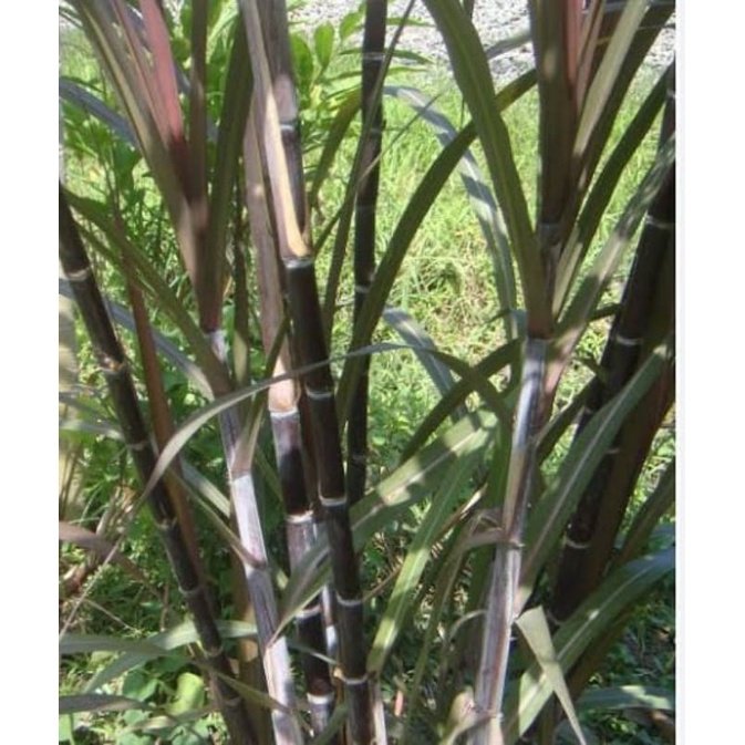 

Potongan tebu hitam/ireng herbal