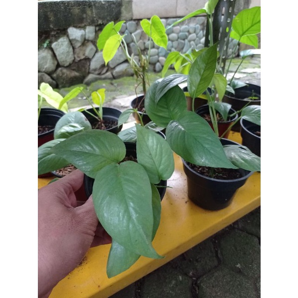 epipremnum cebu blue