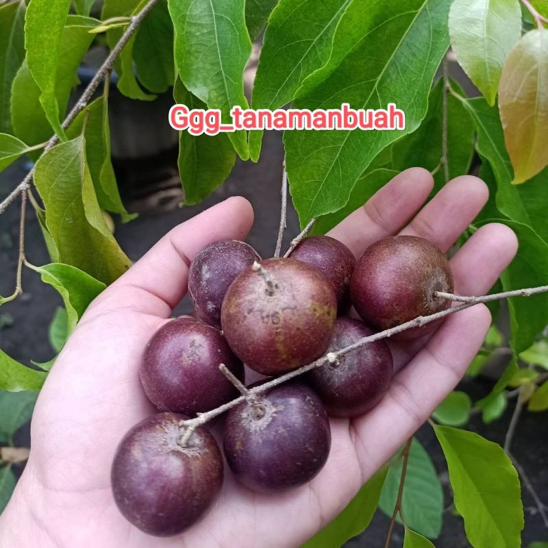 Bibit Tanaman Buah Plum Aussy Australia Siap Berbuah