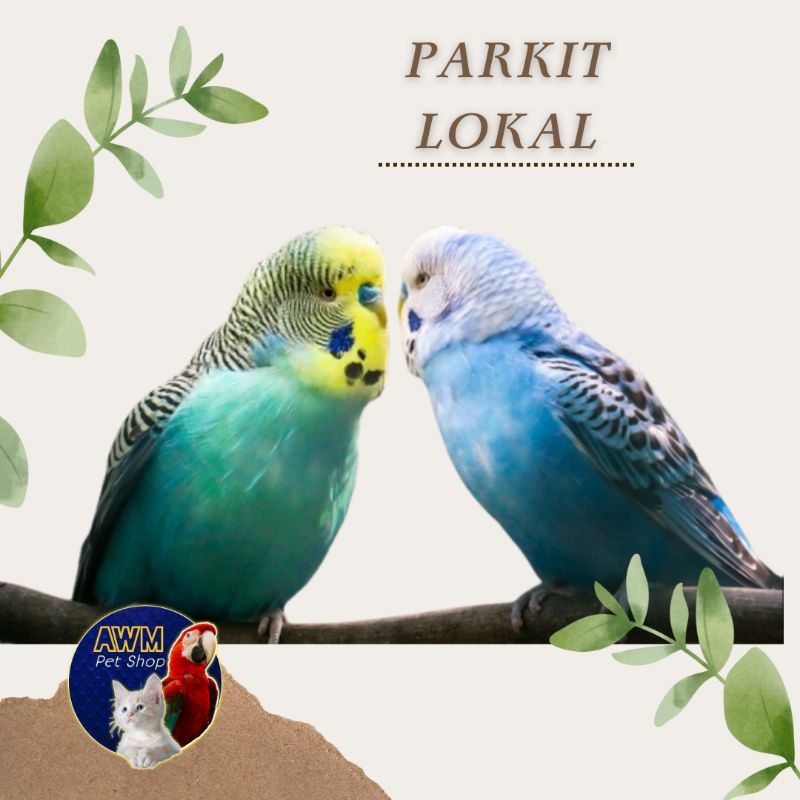BURUNG PARKIT LOKAL