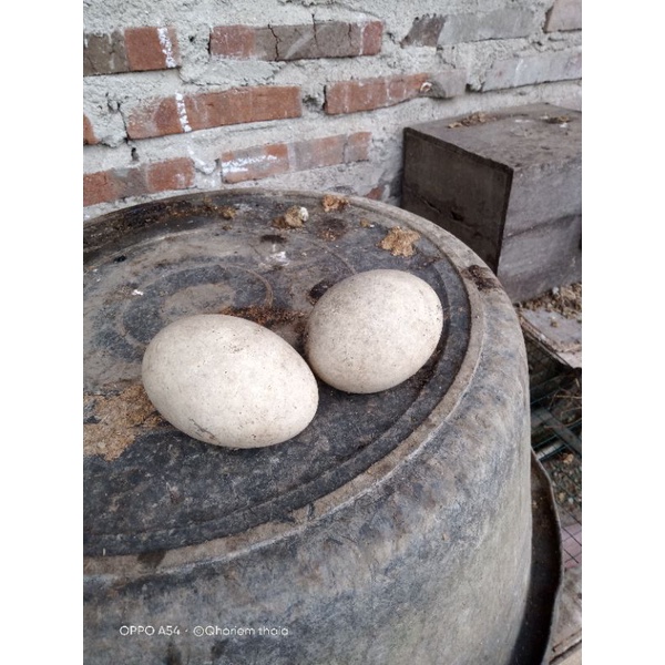 telor soang calang/busuk