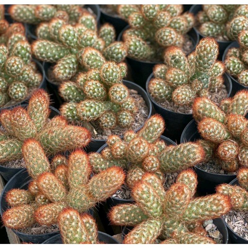 Kaktus Elongata Cluster