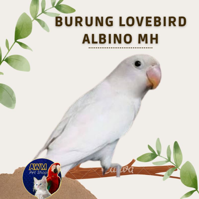BURUNG LOVEBIRD ALBINO MATA HITAM / LOVEBIRD ALBINO MH