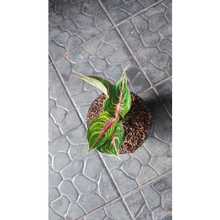 Aglonema Pink beauty