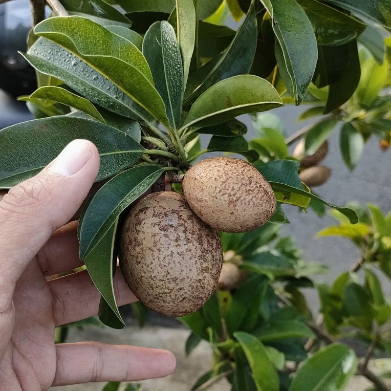 Tanaman Pohon Sawo Jumbo Tinggi 1 Meter Batang Besar Sudah Berbunga