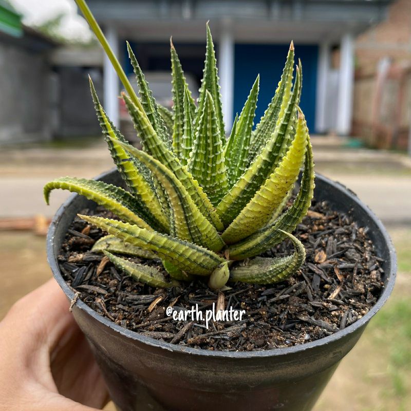Haworthia Fasciata Variegata | Indukan | Size pot 8 cm | Paket Kaktus Sukulen Satuan Bebas Pilih Jen