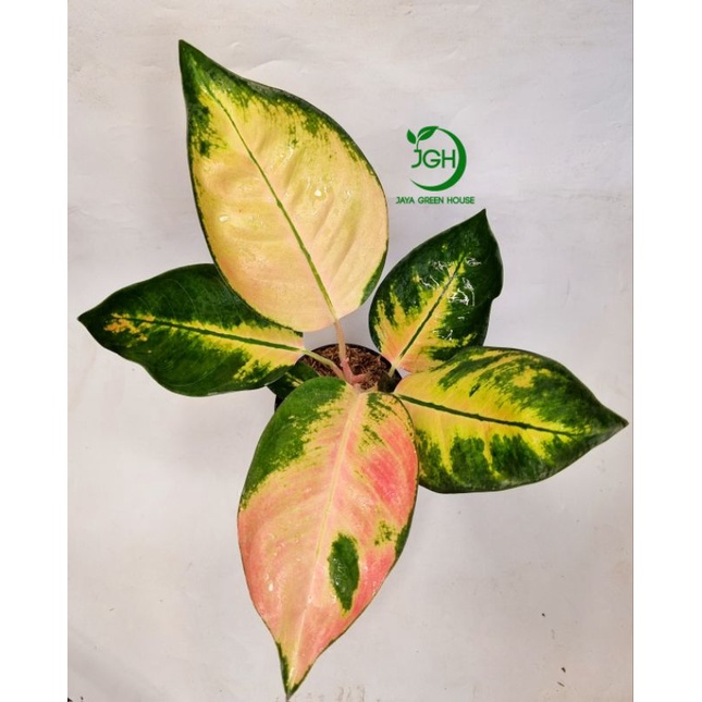 Aglonema Kochin sunrise