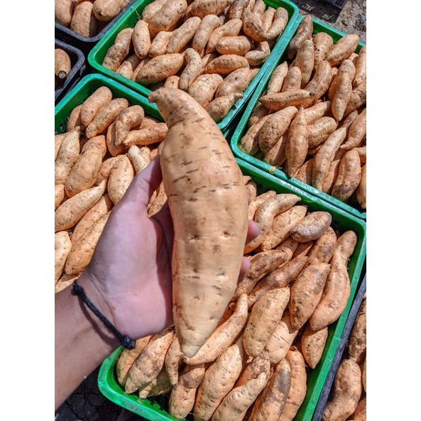 

UBI MADU CILEMBU UKURAN SUPER 1KG