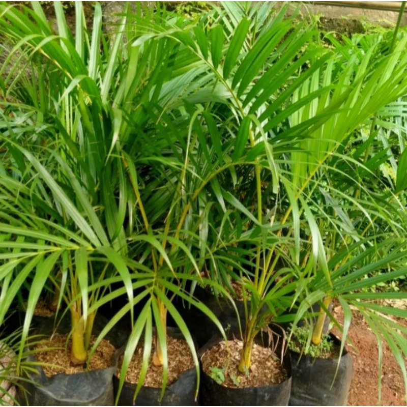 tanaman hias palem kuning 1 meter