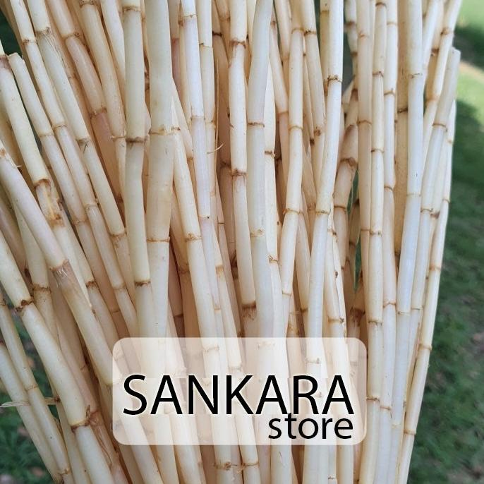 

Terbaru! Akar Alang Alang Segar Herbal 1 Kg Grosir ,,