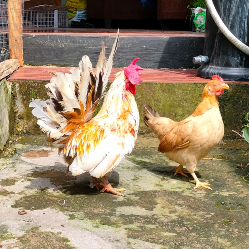 ayam kate indukan sepasang siap bertelur