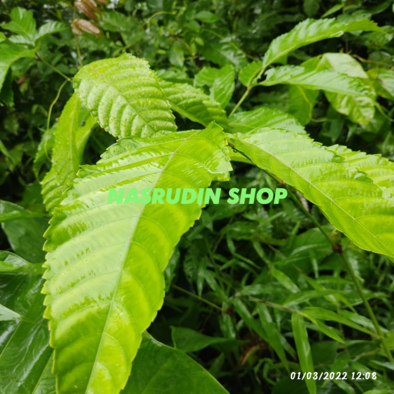 

[Fresh] DAUN PALI PALI SEGAR LANGSUNG PETIK DAUN SULANGKAR FAMILY DAUN GIRANG GIRANG