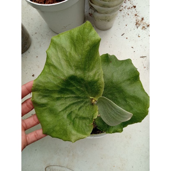 platycerium stemaria medium