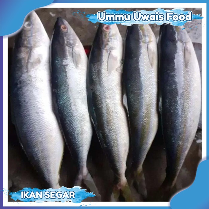 

Ikan Salmon Lokal Segar - 1 Kilogram