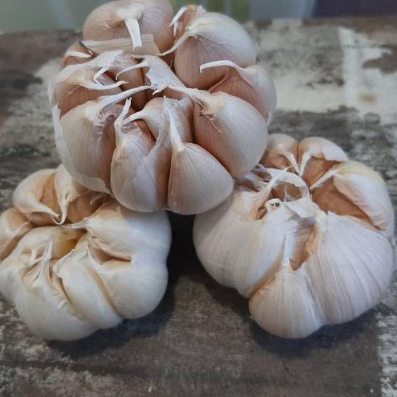 

⇏ Bawang putih honan/biasa 250 gram ¥