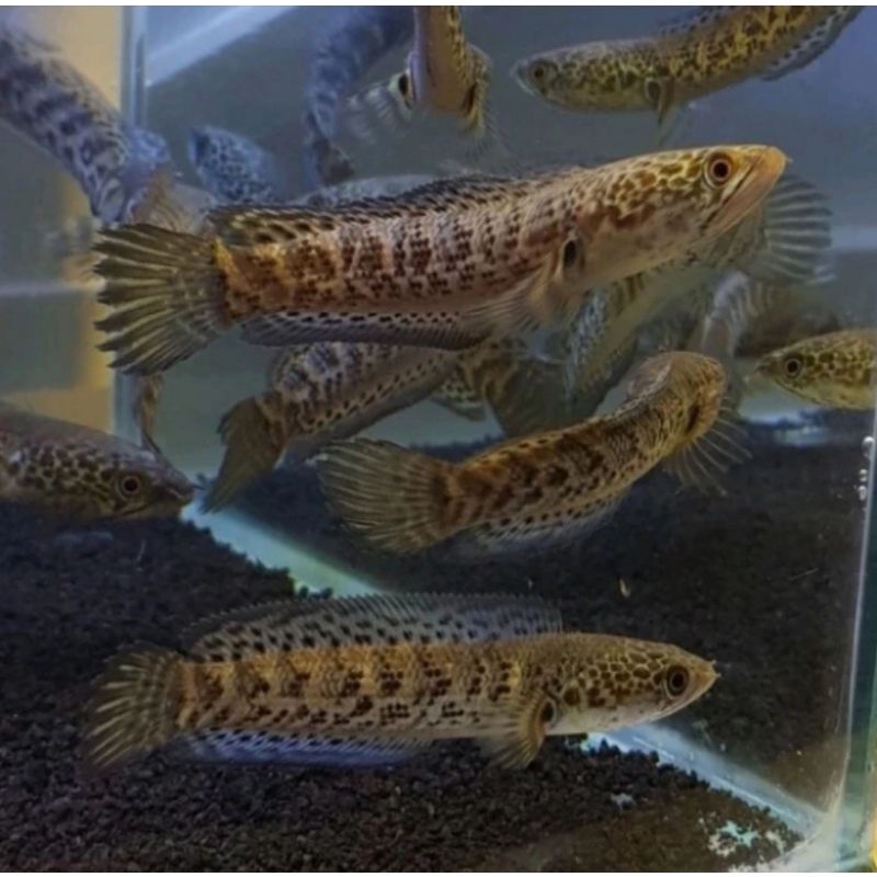 Channa auranti original 5 cm