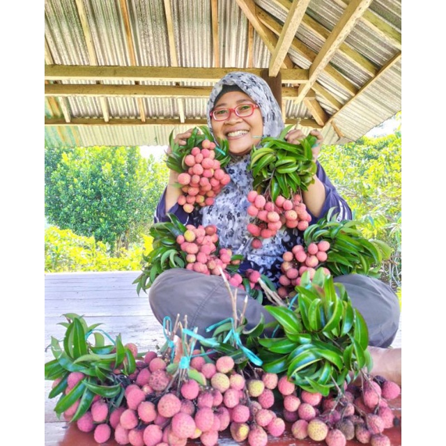 Pupuk Booster Organik Pelebat Buah Leci Dan Perangsang Agar Cepat Berbuah