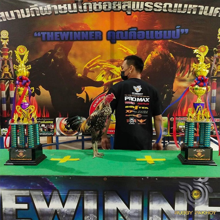 JAMU AYAM LAGA KAMLANG KERING PRO MAX AYAM FULL POWER AGRESIF NAFAS PANJANG