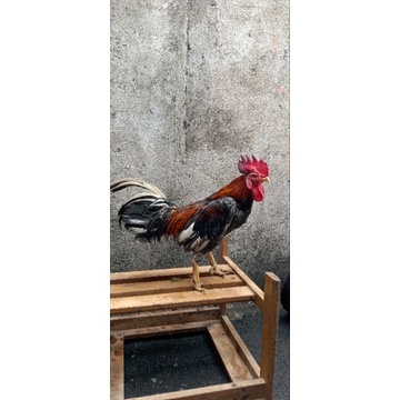 

ayam kampung