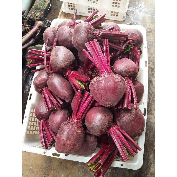 

buah bit segar 3kg | beetroot