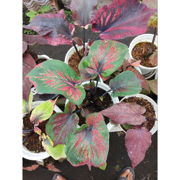 KELADI GANESHA WILIS