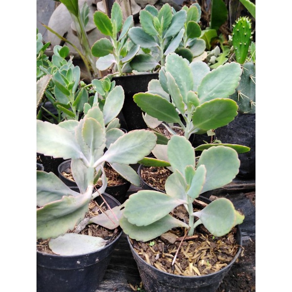 Jual Sukulen Kalanchoe Fedtschenkoi Sukulen Cocor Bebek Shopee Indonesia