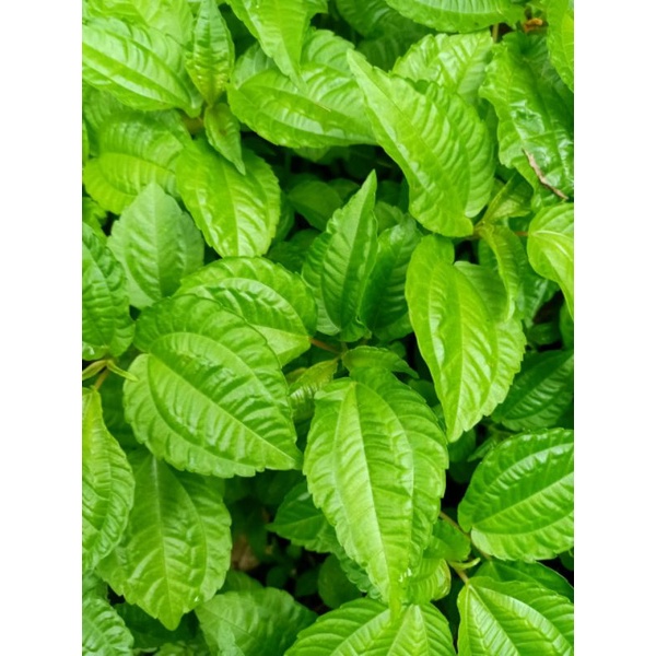 

daun pohpohan fresh