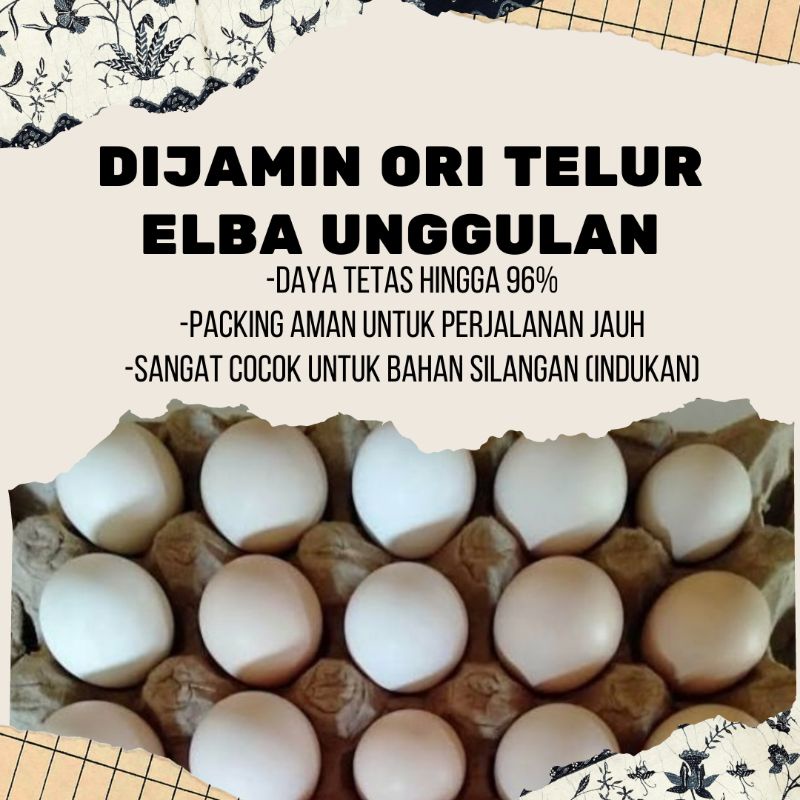 [TELUR AYAM] ELBA fertil bisa ditetaskan