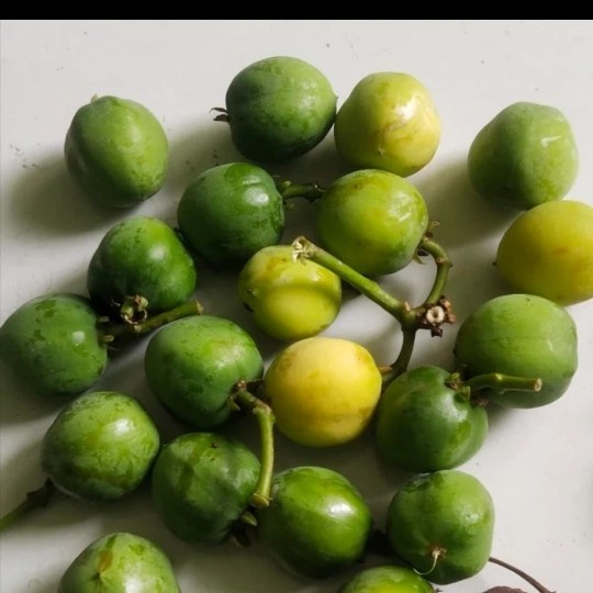 

buah jarak segar hijau - buah jarak - buah jarak untuk pagar I BUAH ORGANIK BUAH HERBAL