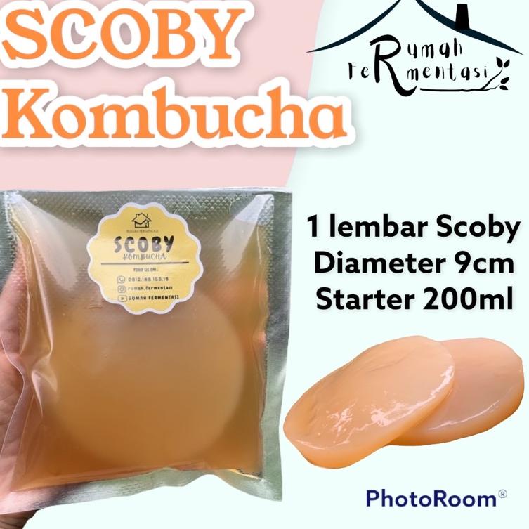 

Banjir Promo 1.1 SCOBY KOMBUCHA / BIBIT KOMBUCHA (KUALITAS PREMIUM) .,.,.,.,