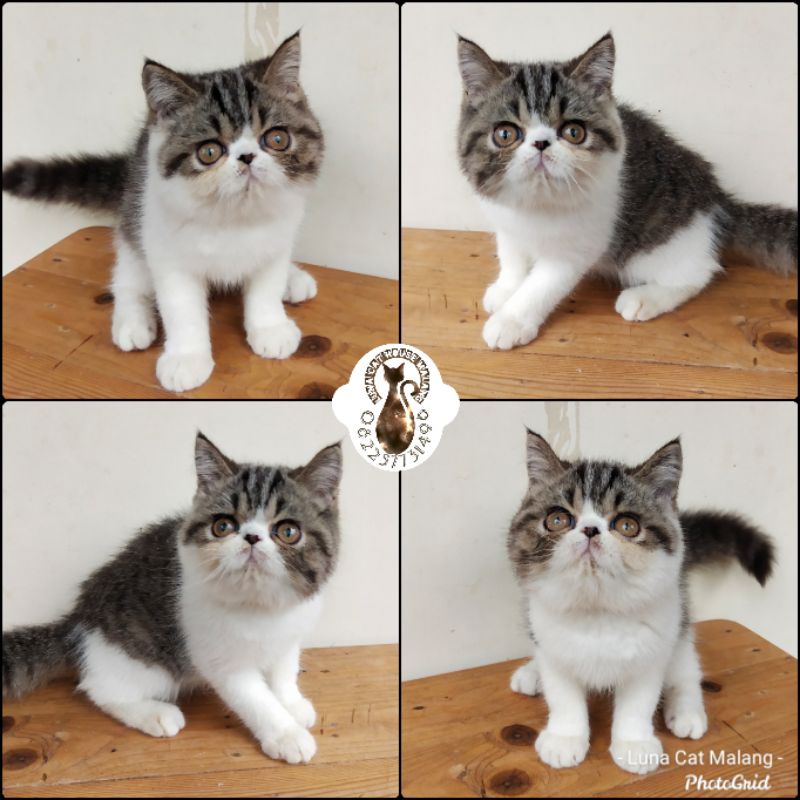 kucing exotic peaknose