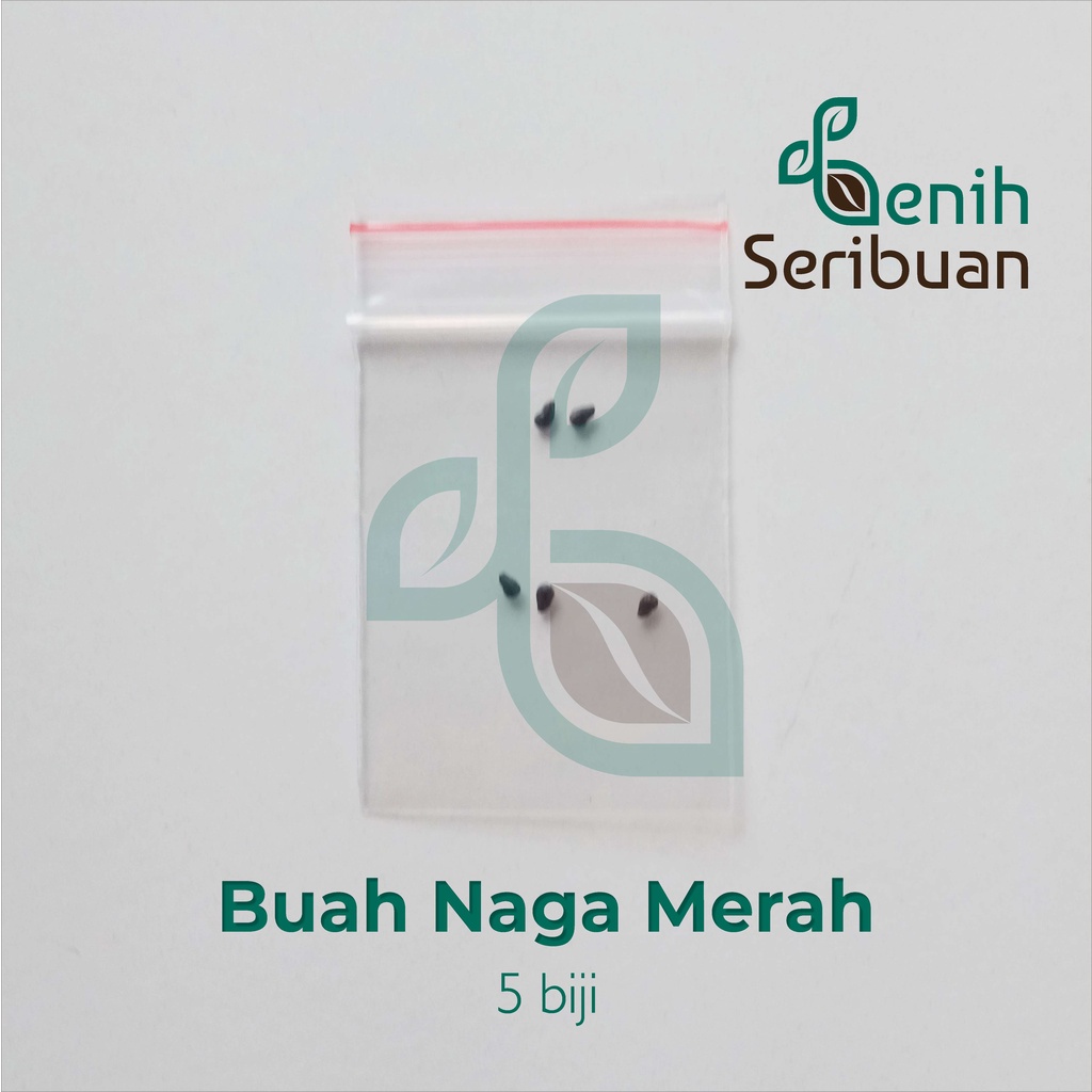 5 Bibit Buah Naga Merah Super Benih Tanaman Buah Naga Merah Unggul Kualitas Import Premium Super