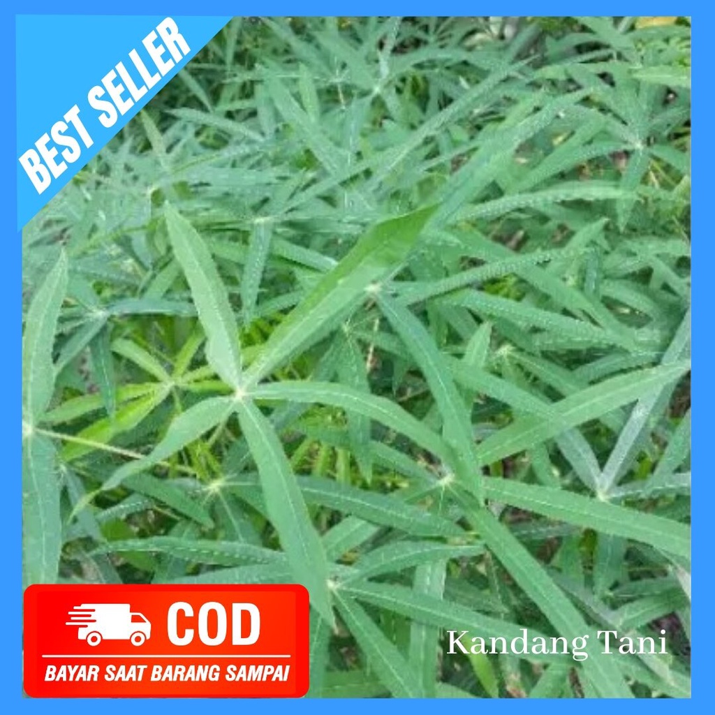 bibit tanaman daun singkong sayur /10 stek batang singkong daun sayur