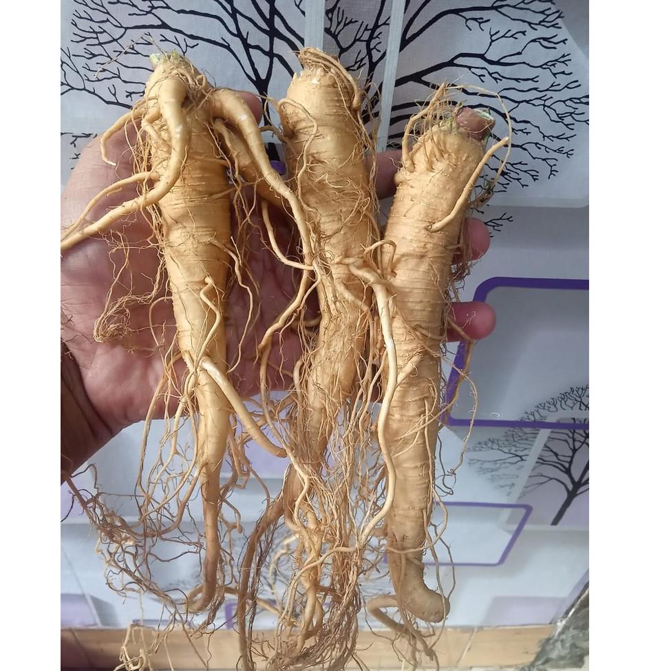 

(S-F6F)(㊚) Ginseng Merah korea Perbatang (COD) viral