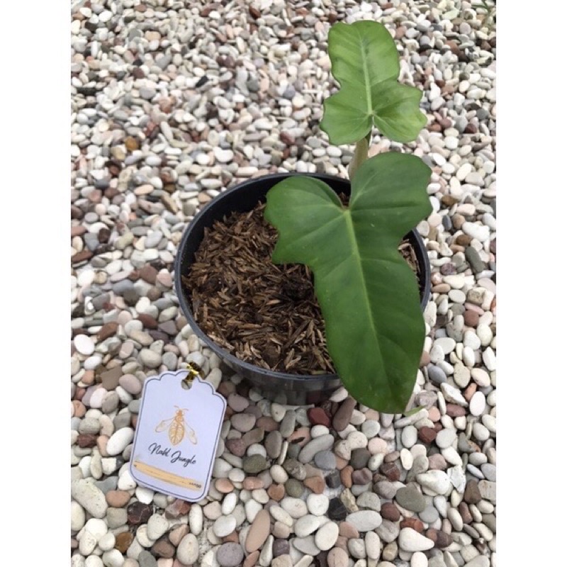 Philodendron lime fiddle / Philodendron dragon