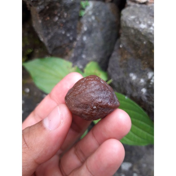 muncang adu jalim Suda