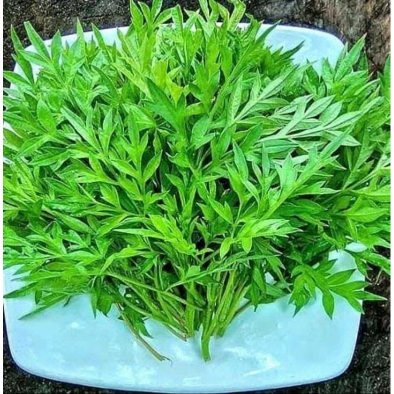 

Daun kenikir organik 200gr