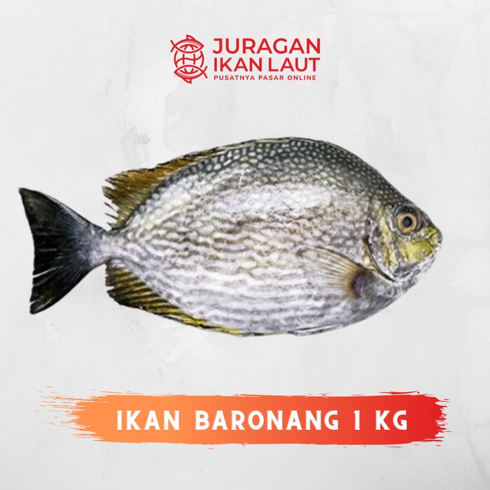 

Ikan Baronang Segar - 1 Kilogram JABODETABEK