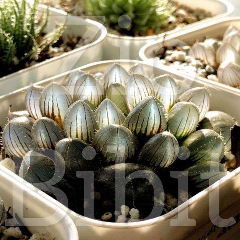 Bibit Benih Biji Kaktus Sukulen Hias Import Mini Tanaman Kaktus Akira