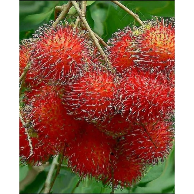 Pupuk Booster Organik Pelebat Buah Rambutan  Dan Perangsang Agar Cepat Berbuah