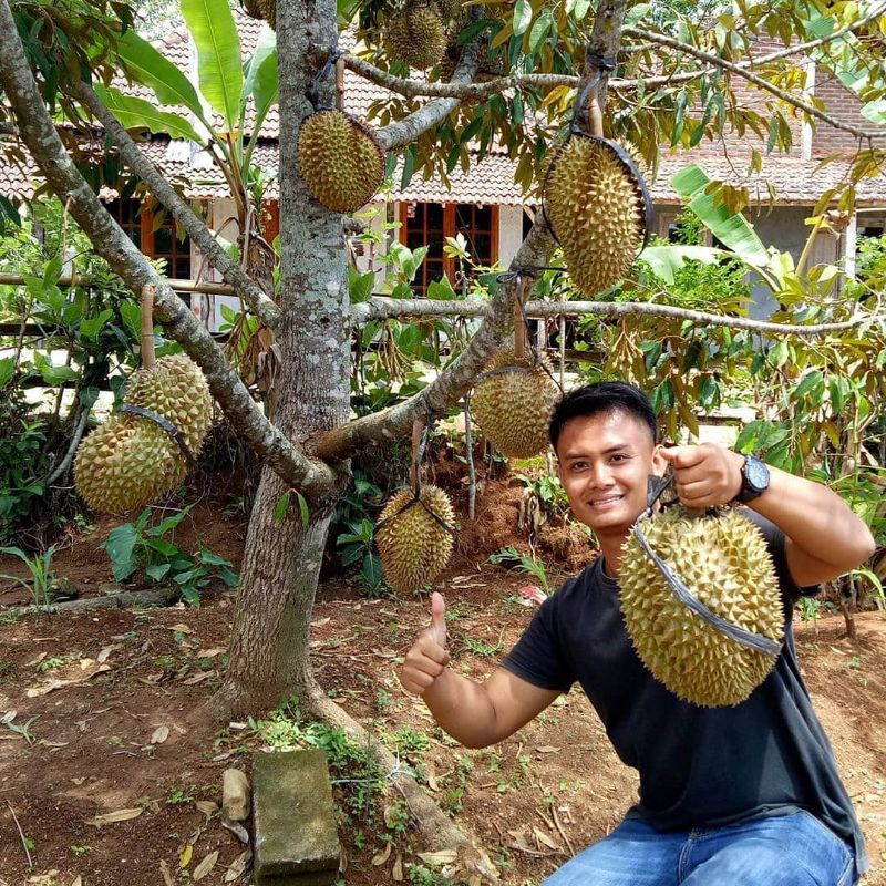 Pupuk Booster Organik Pelebat Buah Durian Dan Perangsang Agar Cepat Berbuah