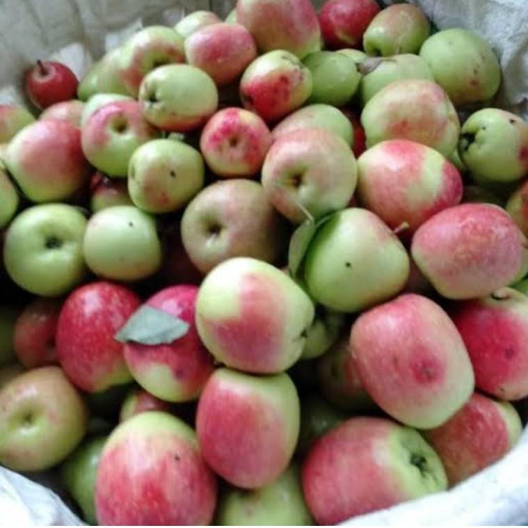 

PRODUK KEREN Apel Anna / Apel malang 500 gram ☭ 853