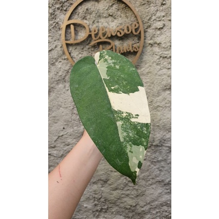 syngonium chiapense varigata A