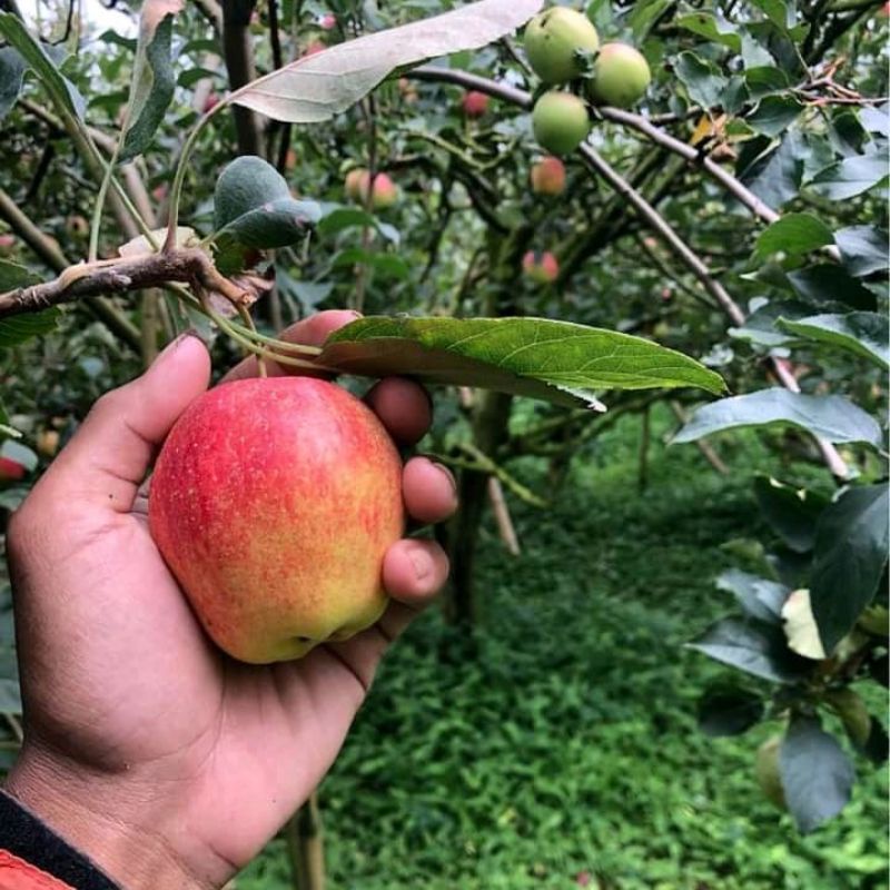 Pupuk Booster Organik Pelebat Buah Apel Dan Perangsang Agar Cepat Berbuah