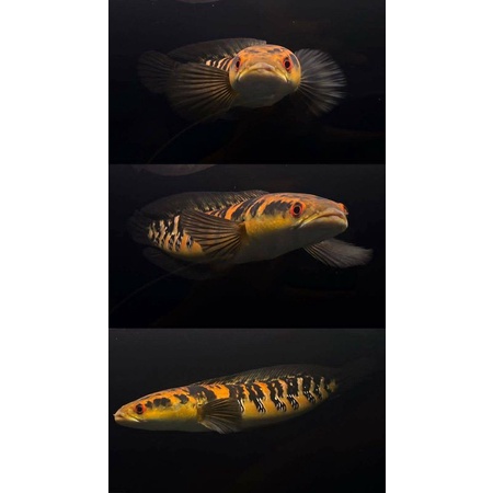 CHANNA MARULIOIDES YS 28CM REKOMENDASI UNTUK KEEPER