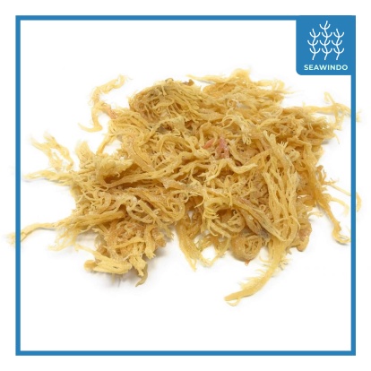 

RUMPUT LAUT KERING - Eucheuma Cottonii