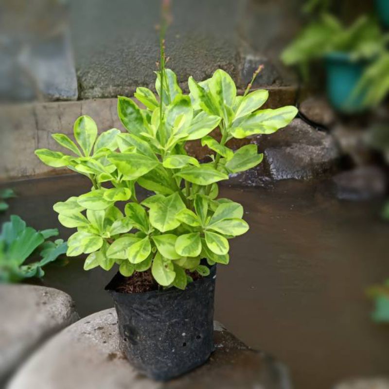Tanaman hias ginseng Korea goldn - gingseng kuning - gingseng hias - gingseng - tanaman outdoor - po
