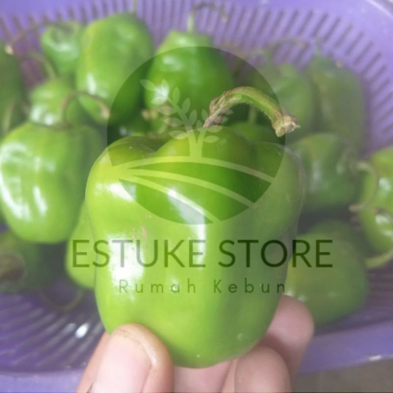 

cabe gendot segar dipanen dadakan murah 5kg