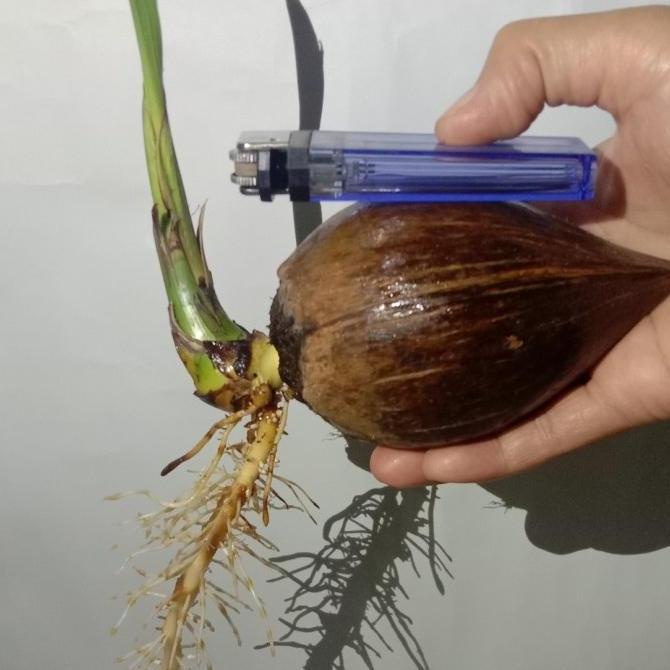 Bibit bahan bonsai kelapa minion sudah tumbuh akar & tunas